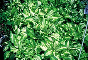 ベストホーム 岡山 ///人気の植木 ・・・ シェードガーデン＞＞日陰に強い植物 －宿根草－ ＞＞ギボウシ類